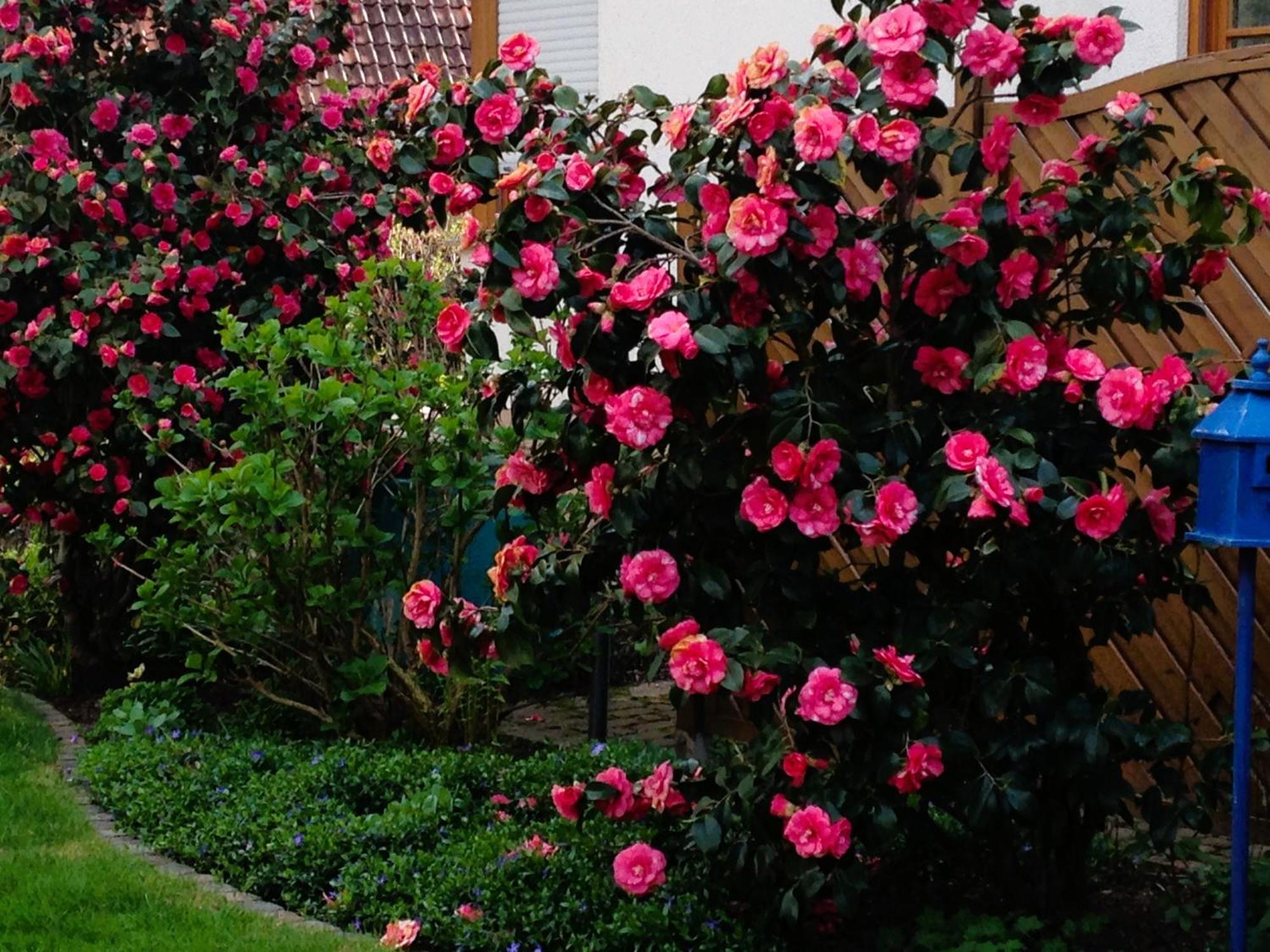 Apartment Im Garten Gengenbach Zewnętrze zdjęcie